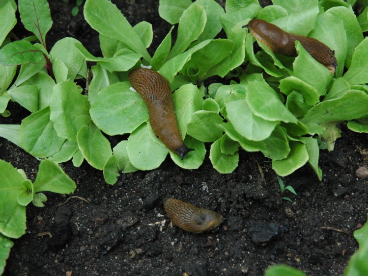 Naturalne metody walki ze ślimakami na polach uprawnych